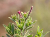 Epilobium hirsutum Oljesjöutfyllnaden, Malmö, Skåne, Sweden 20240731_0259