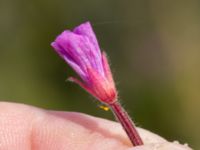 Epilobium hirsutum Oljesjöutfyllnaden, Malmö, Skåne, Sweden 20240731_0261