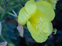 Oenothera biennis Sege by, Burlöv, Skåne, Sweden 20241004_0018