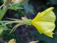 Oenothera biennis Sege by, Burlöv, Skåne, Sweden 20241004_0019