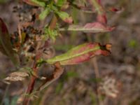 Oenothera wratislaviensis Grönabergs grustag, Snöstorp, Halmstad, Halland, Sweden 20190805_0116