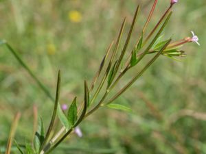 Epilobium collinum - Backdunört