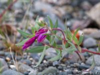 Chamaenerion latifolium Denali Highway Cabbins, Alaska, USA 20140627_0025