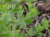 Epilobium hirsutum Deponi Sankt Hans backar, Lund, Skåne, Sweden 20170623_0067