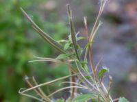 Epilobium hirsutum Klagshamns kalkbrott, Klagshamns udde, Malmö, Skåne, Sweden 20151030_0008