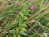 Epilobium hirsutum Leråkra, Flädie, Lomma, Skåne, Sweden 20160715_0059