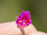 Epilobium hirsutum Oljesjöutfyllnaden, Malmö, Skåne, Sweden 20240731_0260