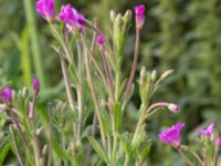 Epilobium hirsutum Svanetorpsvägen, Åkarp, Lomma, Skåne, Sweden 20160716_0026