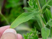 Epilobium hirsutum Svanetorpsvägen, Åkarp, Lomma, Skåne, Sweden 20160716_0065