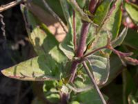 Epilobium montanum Grodreservatet, Norra hamnen, Malmö, Skåne, Sweden 20160529_0261