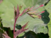 Epilobium montanum Grodreservatet, Norra hamnen, Malmö, Skåne, Sweden 20160529_0267