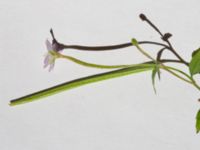 Epilobium montanum Ingång 93 C, Potatisåkern, Malmö, Skåne, Sweden 20220720_0037