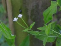 Epilobium montanum Löddeköpinge, Kävlinge, Skåne, Sweden 20160720_0001