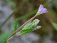 Epilobium montanum Stjärneholms borgruin, Skurup, Skåne, Sweden 20150727_0170