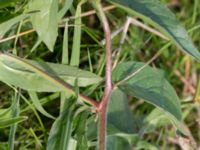 Epilobium montanum Tygelsjö ängar, Malmö, Skåne, Sweden 20150816_0071