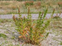Oenothera muricata Sanddynerna, Ribersborg, Malmö, Skåne, Sweden 20200715_0031
