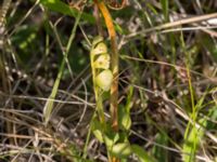 Botrychium lunaria Lertagsdammen, Klagshamns udde, Malmö, Skåne, Sweden 20150714_0040