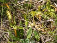 Botrychium lunaria Lertagsdammen, Klagshamns udde, Malmö, Skåne, Sweden 20150714_0041