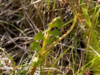 Botrychium lunaria Lertagsdammen, Klagshamns udde, Malmö, Skåne, Sweden 20150714_0043