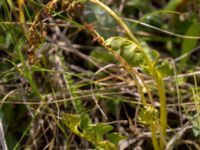 Botrychium lunaria Lertagsdammen, Klagshamns udde, Malmö, Skåne, Sweden 20150714_0044