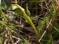 Botrychium lunaria Lertagsdammen, Klagshamns udde, Malmö, Skåne, Sweden 20150714_0045