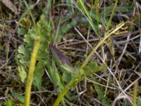 Botrychium lunaria Lertagsdammen, Klagshamns udde, Malmö, Skåne, Sweden 20150715_0027