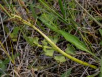 Botrychium lunaria Lertagsdammen, Klagshamns udde, Malmö, Skåne, Sweden 20150715_0029