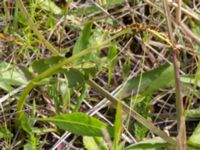 Botrychium lunaria Lertagsdammen, Klagshamns udde, Malmö, Skåne, Sweden 20150715_0030