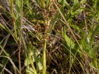 Botrychium lunaria Lertagsdammen, Klagshamns udde, Malmö, Skåne, Sweden 20150715_0032