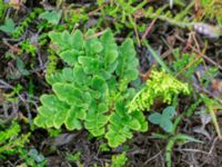 Botrychium multifidum Skummeslövsstrand, Laholm, Halland, Sweden 20180718_0013