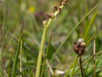 Botrychium simplex Skanörs ljung, Falsterbohalvön, Vellinge, Skåne, Sweden 20170618_0119