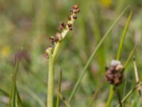 Botrychium simplex Skanörs ljung, Falsterbohalvön, Vellinge, Skåne, Sweden 20170618_0121