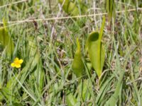 Ophioglossum vulgatum Sebyläge, Mörbylånga, Öland, Sweden 20150607_0091