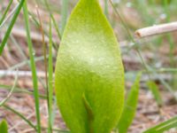 Ophioglossum vulgatum Svacka Ö dynerna mellan brygga 1 och 2, Ribersborg, Malmö, Skåne, Sweden 20190509_0019