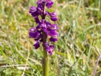 Anacamptis morio Sebyläge, Mörbylånga, Öland, Sweden 20150607_0076