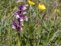 Anacamptis morio Sebyläge, Mörbylånga, Öland, Sweden 20150607_0104