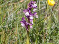 Anacamptis morio Sebyläge, Mörbylånga, Öland, Sweden 20150607_0105