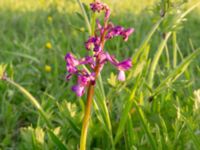 Anacamptis morio ssp. caucasica Chalaubani, Kakheti, Georgia 20180426_3329