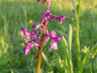 Anacamptis morio ssp. caucasica Chalaubani, Kakheti, Georgia 20180426_3330