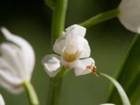 Cephalanthera longifolia Lenstad, Mörbylånga, Öland, Sweden 20170526_0010