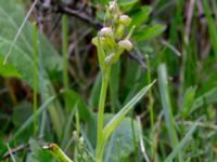 Coeloglossum viride Hörninge mosse, Borgholm, Öland, Sweden 20190525_0095