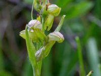 Coeloglossum viride Hörninge mosse, Borgholm, Öland, Sweden 20190525_0098