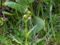 Coeloglossum viride Hörninge mosse, Borgholm, Öland, Sweden 20190525_0100