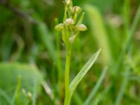 Coeloglossum viride Hörninge mosse, Borgholm, Öland, Sweden 20190525_0325