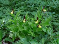 Cypripedium calceolus Halltorps Hage, Borgholm, Öland, Sweden 20170525_0335