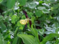 Cypripedium calceolus Halltorps Hage, Borgholm, Öland, Sweden 20170525_0337