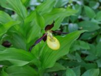 Cypripedium calceolus Halltorps Hage, Borgholm, Öland, Sweden 20170525_0338