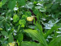 Cypripedium calceolus Halltorps Hage, Borgholm, Öland, Sweden 20170525_0340