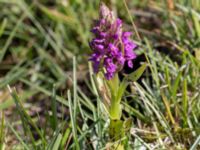 Dactylorhiza incarnata ssp. cruenta Gråborg, Mörbylånga, Öland, Sweden 20150607_0024