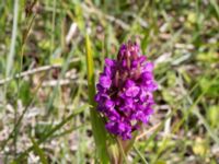 Dactylorhiza incarnata ssp. incarnata Gråborg, Mörbylånga, Öland, Sweden 20150607_0062